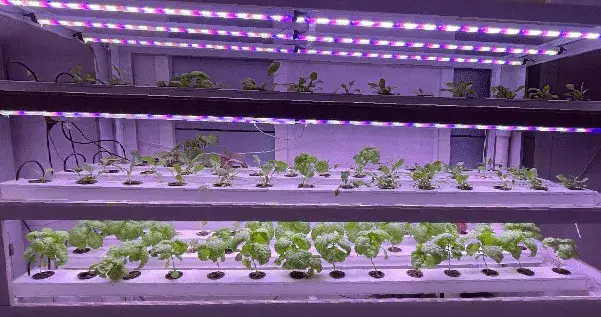 Hydroponics Setup